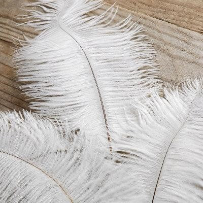 Feathers