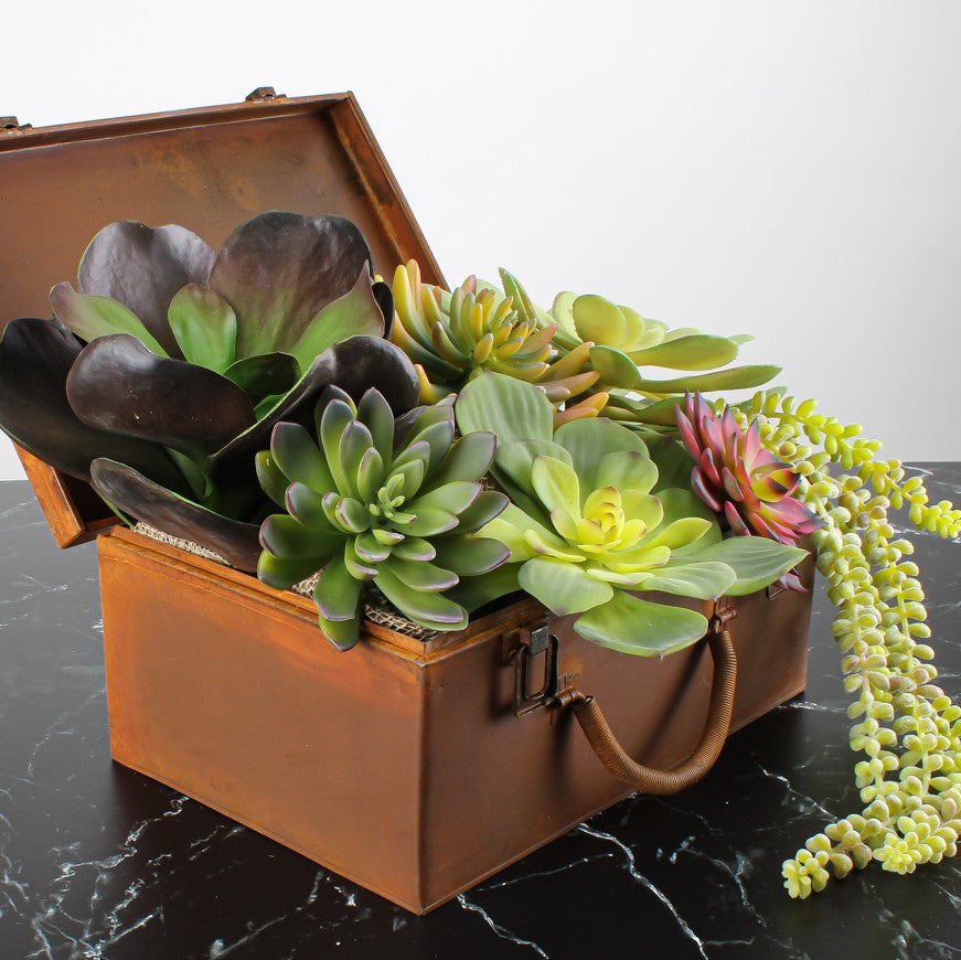 Succulents &amp; Terrariums